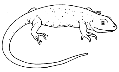 Jaszczurki kolorowanki